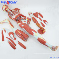 PNT-0349 140cm human muscle figure model